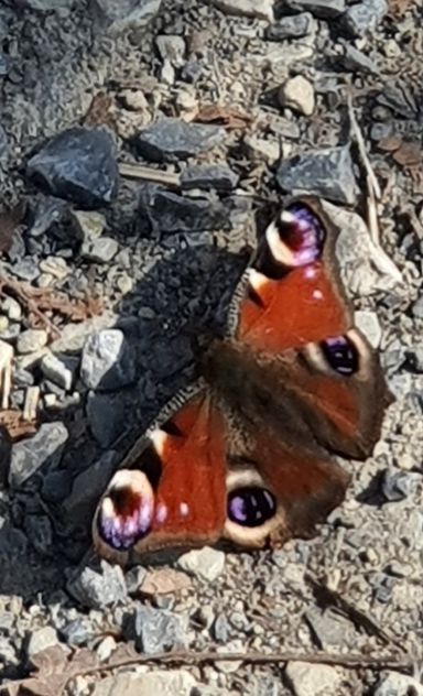 Bild von einem Schmetterling auf einem Kiesweg