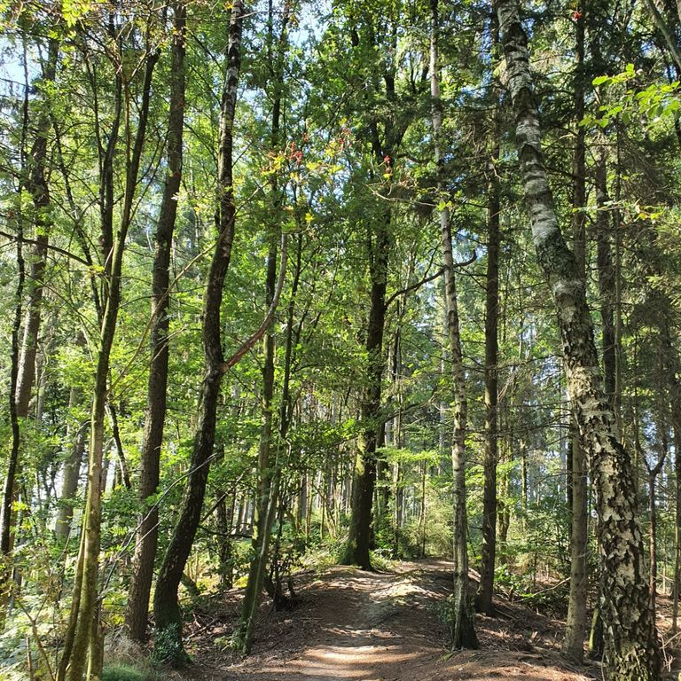 Bild von einem Weg im Wald