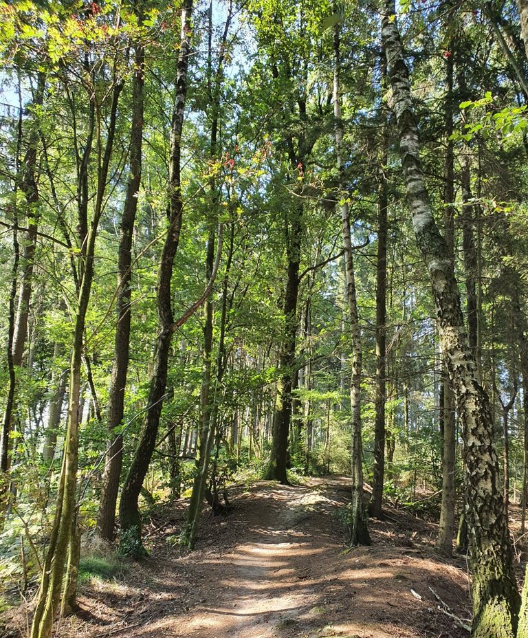 Bild von einem Weg im Wald