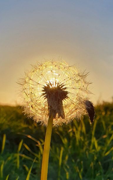 Foto von einer Pusteblume im Sonnenuntergang